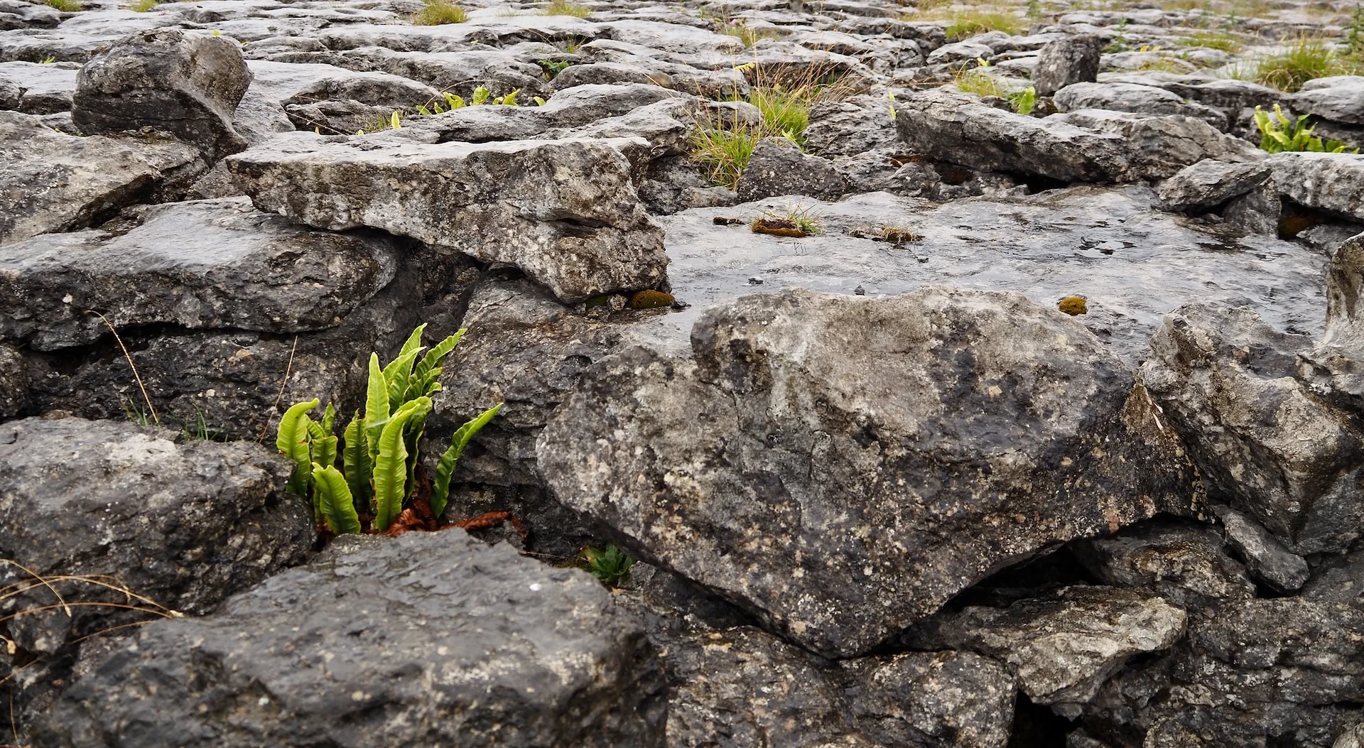 Dear Doctor Heike